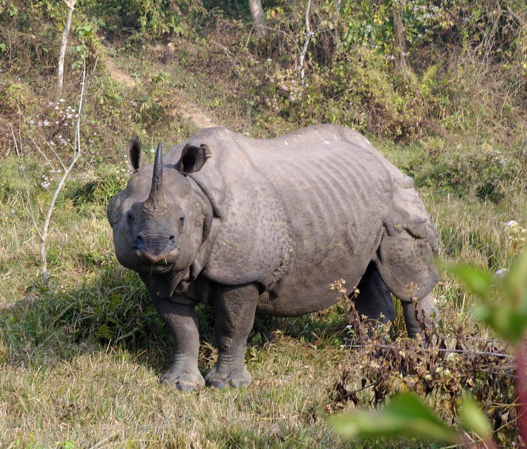 Hotel Rhinoceros-Homestay Sauraha Dış mekan fotoğraf