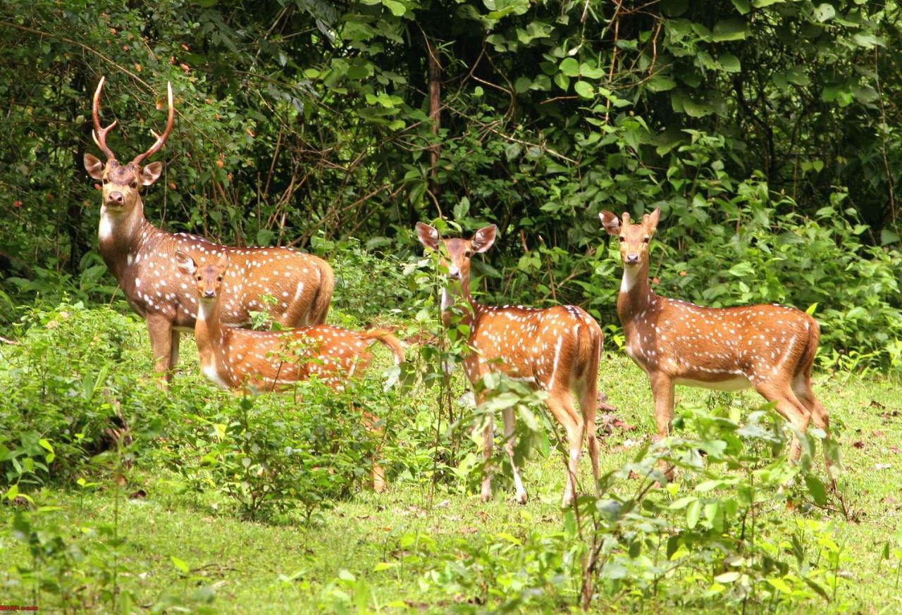 Hotel Rhinoceros-Homestay Sauraha Dış mekan fotoğraf